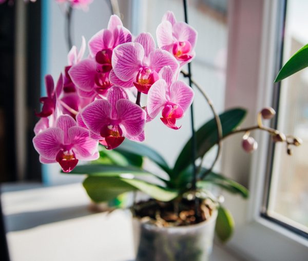 Comment bien entretenir son orchidée d'intérieur et la faire refleurir