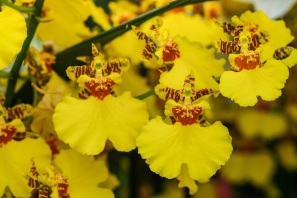 Orchidée ballerine jaune