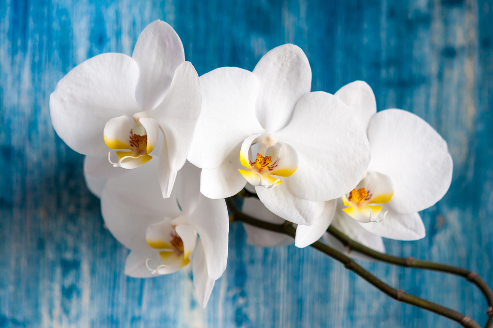 Orchidées blanches