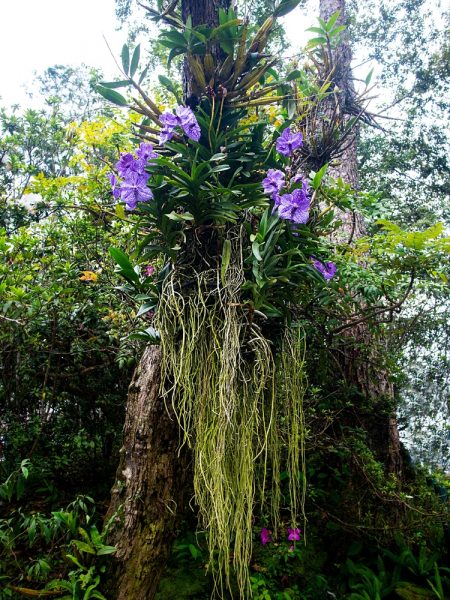Orchidée vanda à l'état naturel poussant sur un arbre