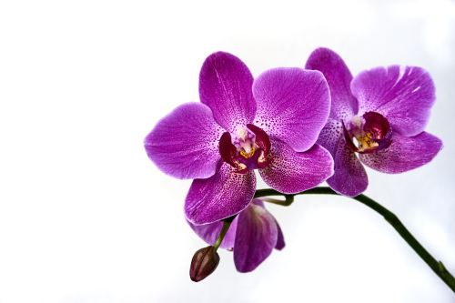 Orchidée signification - Interflora