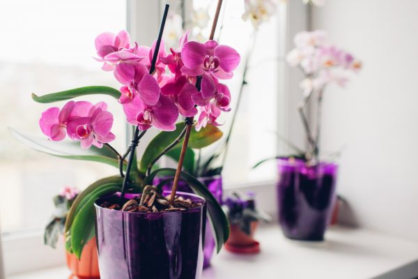 Comment faire refleurir une orchidée : Nos conseils - Interflora