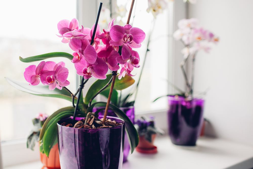 Nos conseils pour faire repartir une orchidée