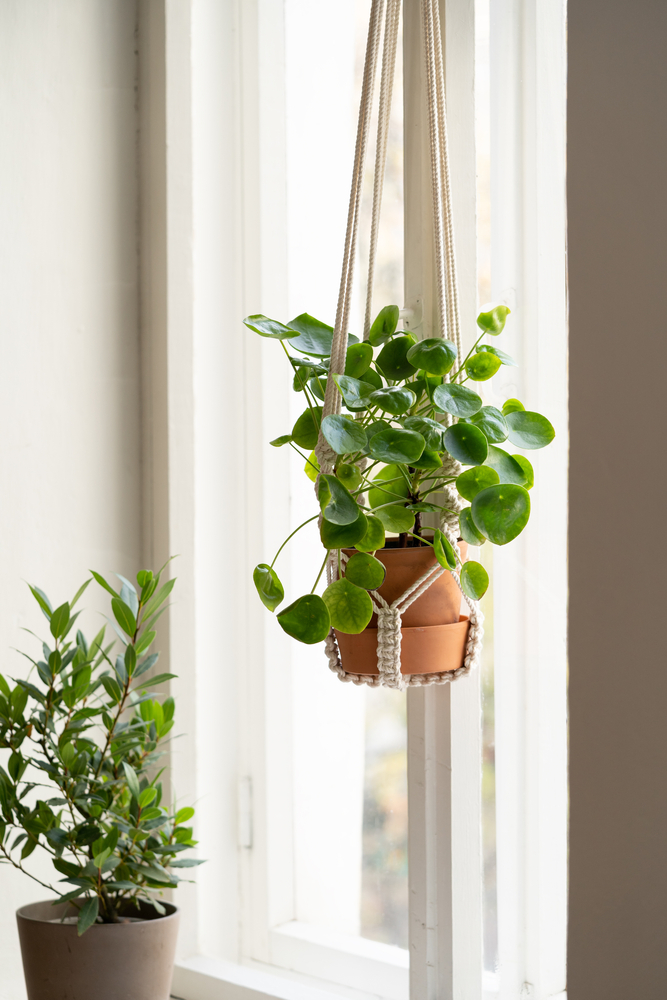 Pilea en pot suspendu