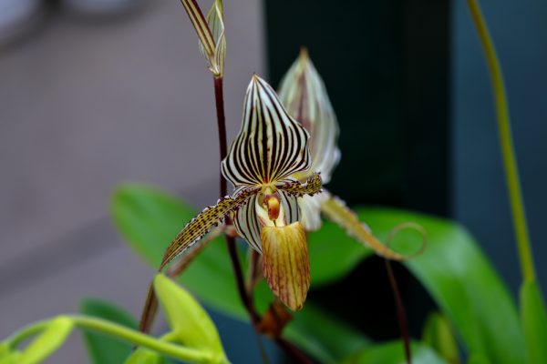 Orchidée rothschilds slipper