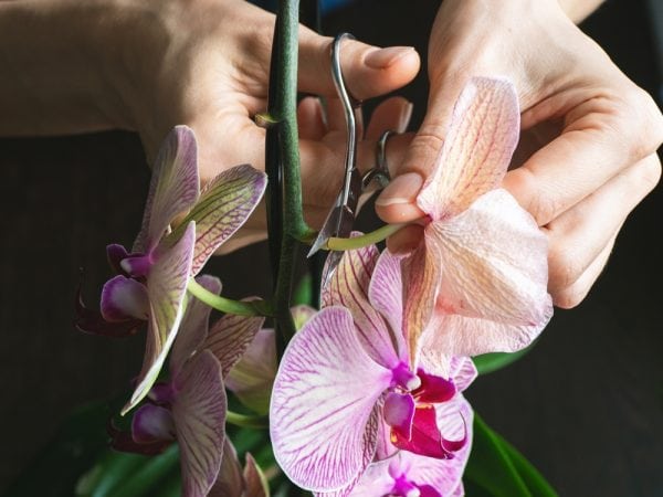 Taille d'une fleur d'orchidée fanée