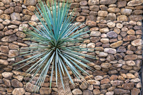 Yucca rostrata devant un mur en pierre