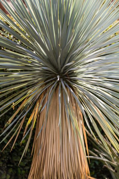 Yucca rostrata