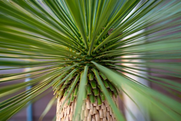 Yucca rostrata vu de près