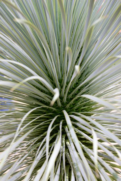 Yucca rostrata