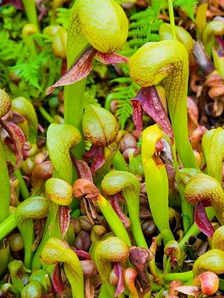 Les différentes espèces de plantes carnivores - Eden Carnivore