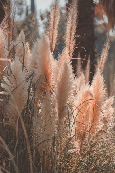 Herbe de la pampa : Entretien de la star de la déco - Interflora