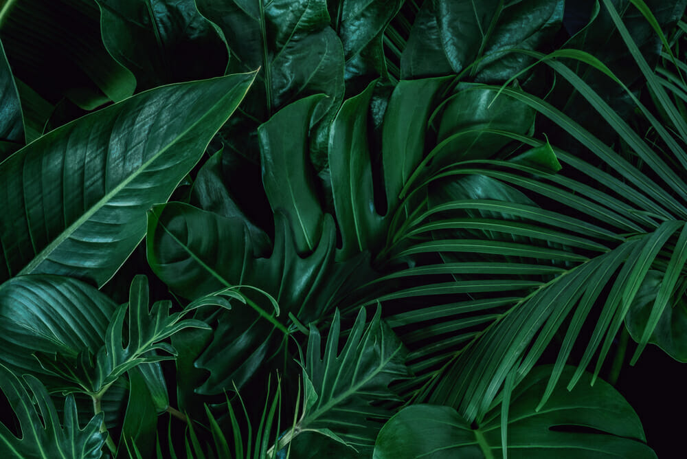 Les meilleures plantes tropicales pour l’intérieur et l’extérieur