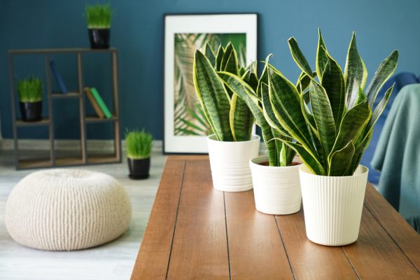 Sansevierias en pot décoratifs