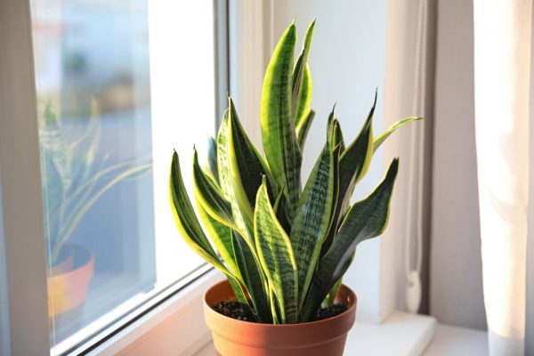 Sansevieria devant une fenêtre