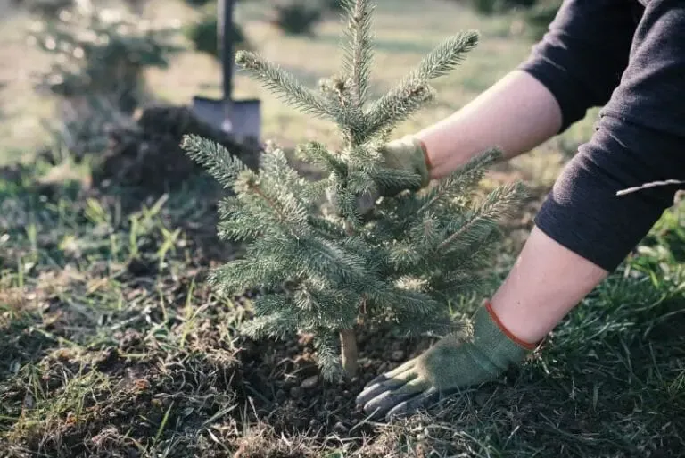 Replanter son sapin