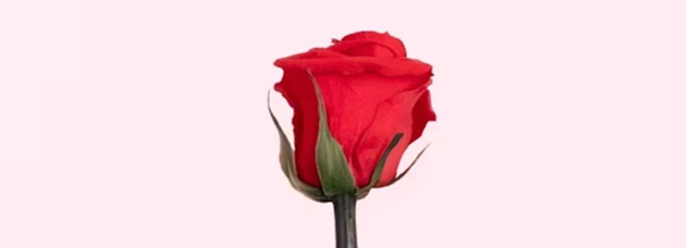 Comment offrir des roses à la St-Valentin