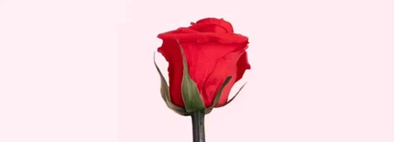 Comment offrir des roses Ă la St-Valentin