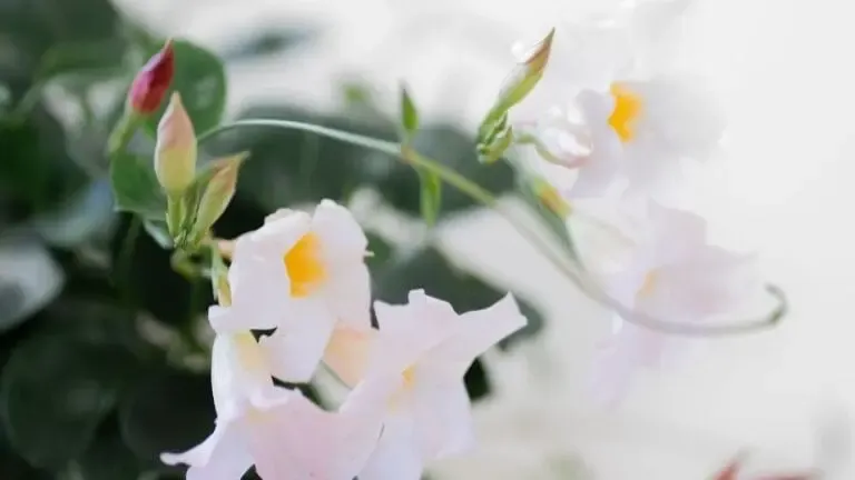 Dipladenia blanche