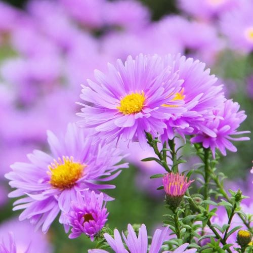 Aster