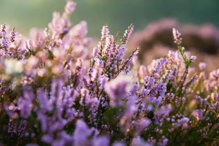 Bruyère violette
