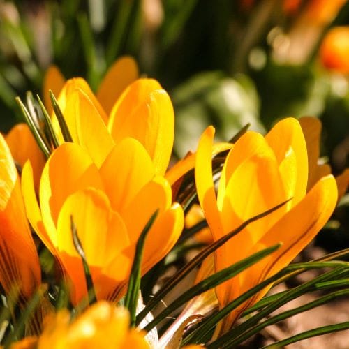 Crocus d'automne