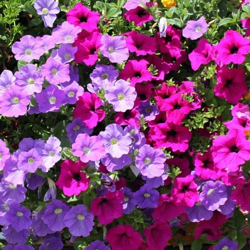 Pétunias colorés