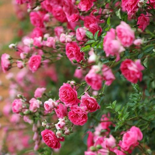 Rosier grimpant