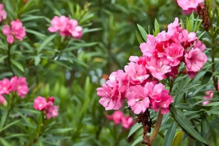 Laurier rose
