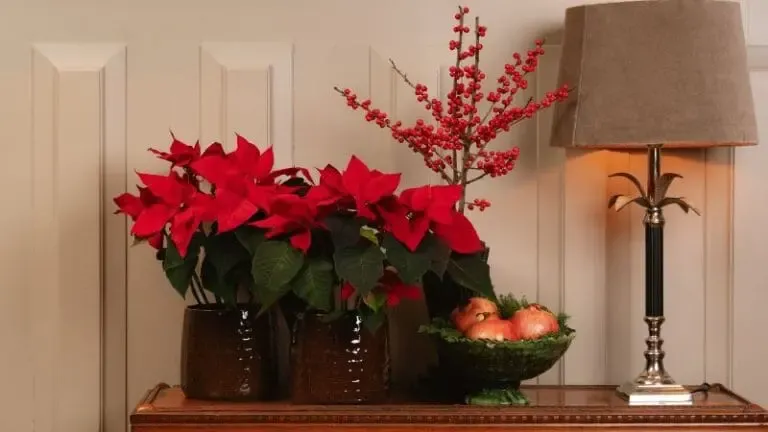 Une ambiance de Noël fleurie avec le poinsettia.