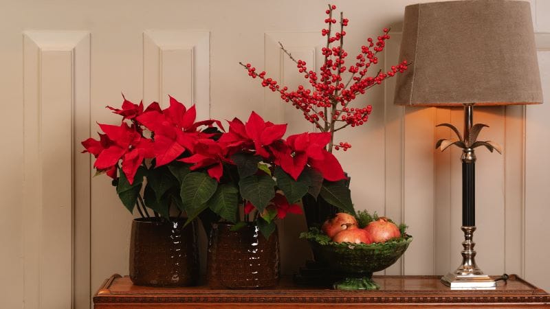 Le poinsettia, l’étoile de Noël