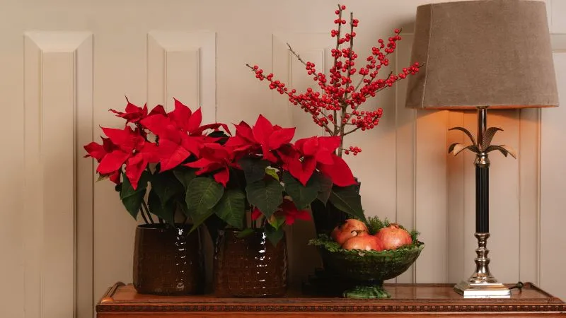 Le poinsettia, l’étoile de Noël