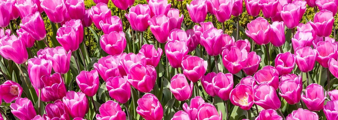 Saison des tulipes : tout savoir sur la floraison des tulipes et la meilleur période pour en profiter