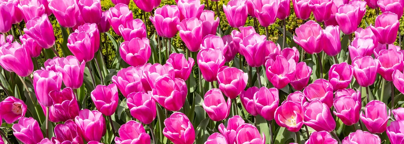 Saison des tulipes : tout savoir sur la floraison des tulipes et la meilleur période pour en profiter