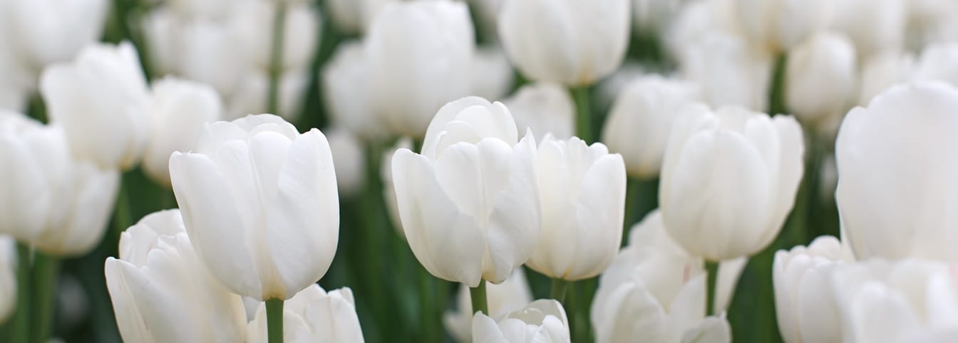 Champ de tulipes blanches