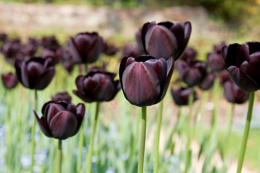 Champ de tulipes noires