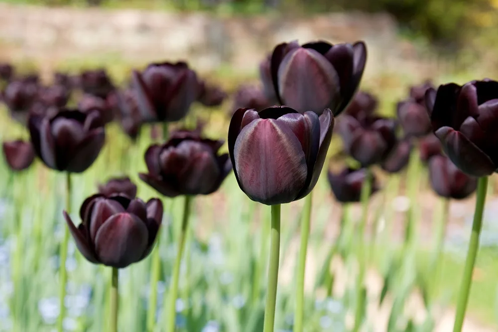 Champ de tulipes noires