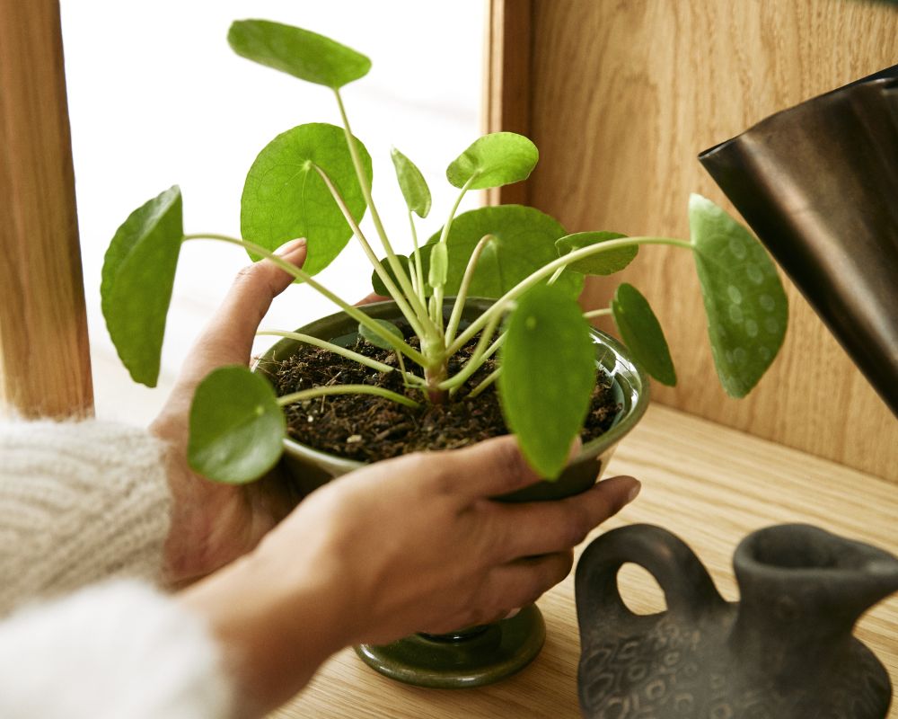 Petite plante bureau