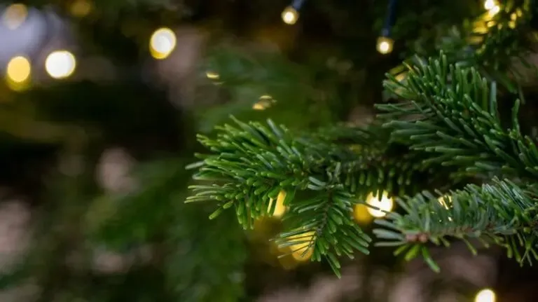 Sapin naturel