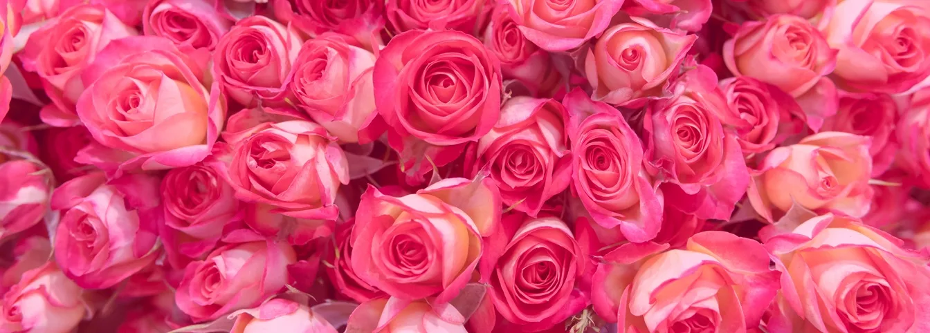 Brassée de roses roses