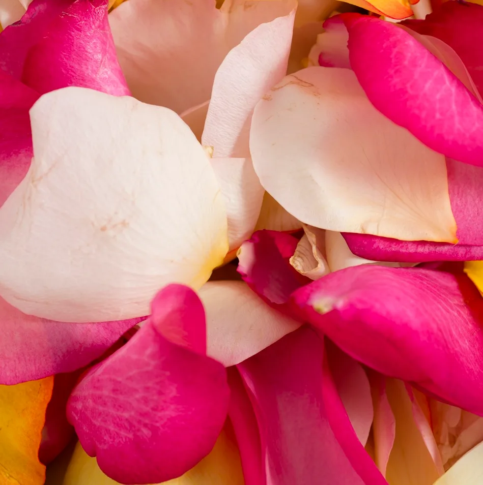 Pétales de roses multicolores