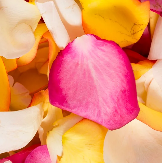 Pétales de roses multicolores