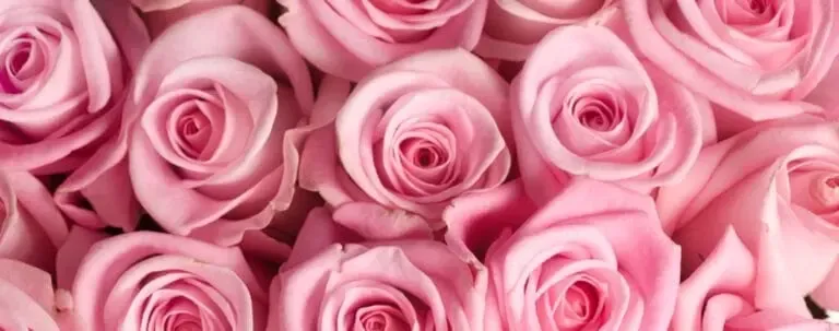 Roses roses