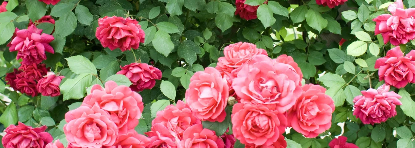 Rosier de roses roses