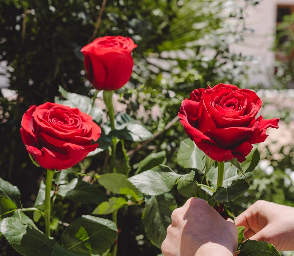 Rosier de roses rouges