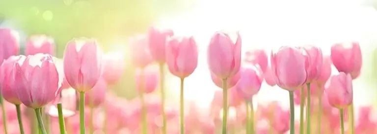 Champ de tulipes roses