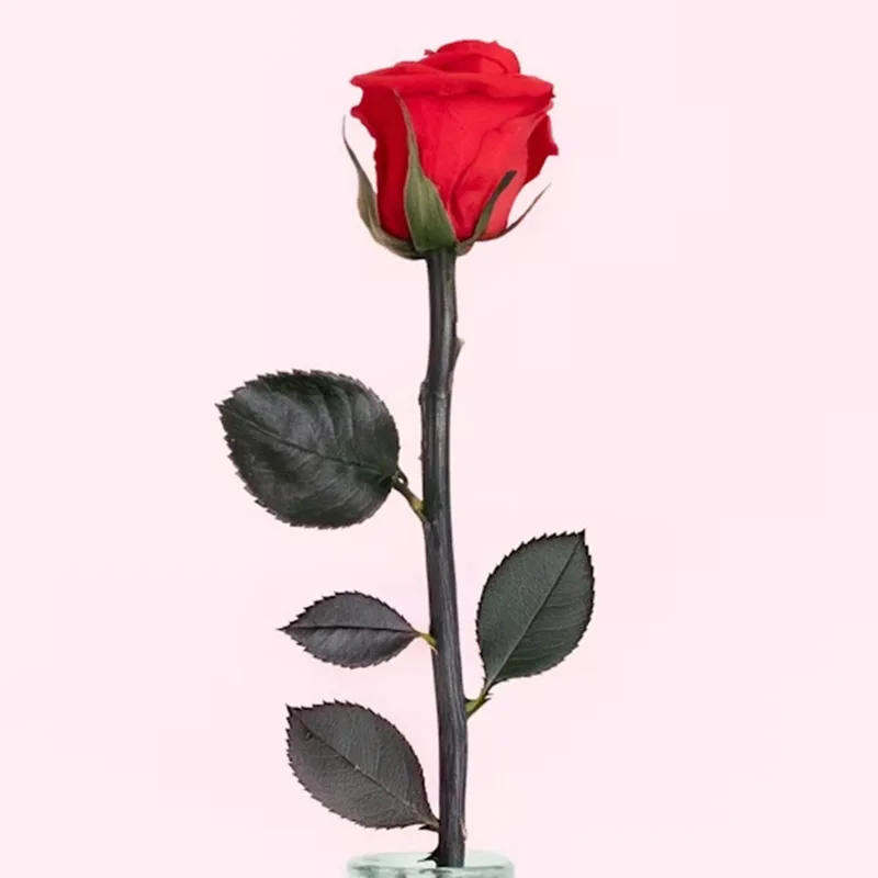 Rose éternelle et son soliflore