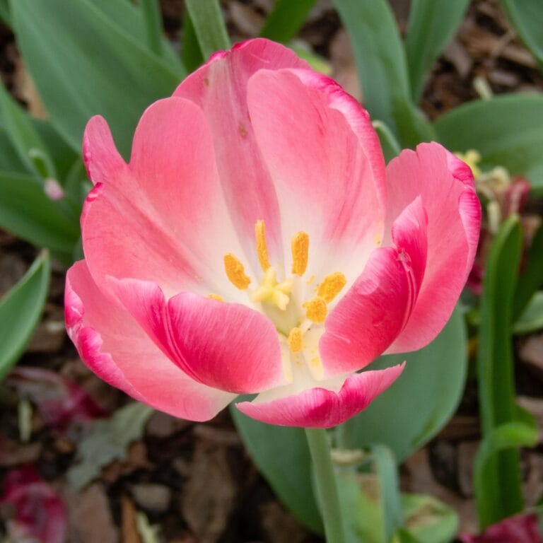 Planter des Bulbes de Tulipes tout pour réussir sa plantation — free download