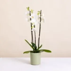 Orchidée blanche