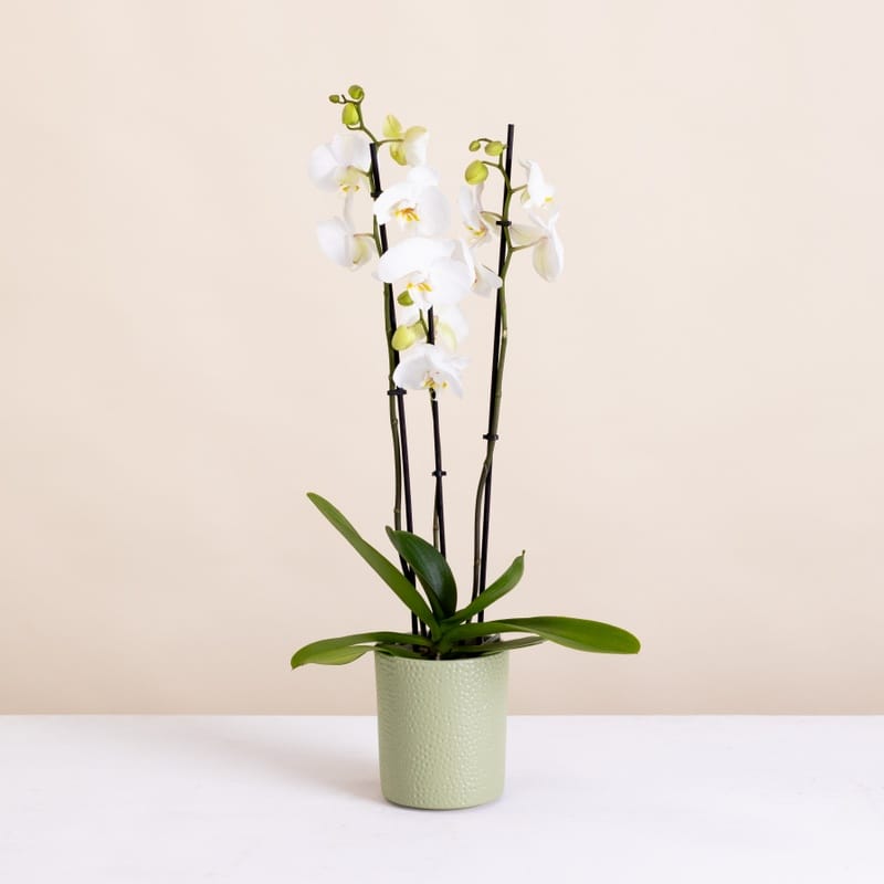 Orchidée blanche